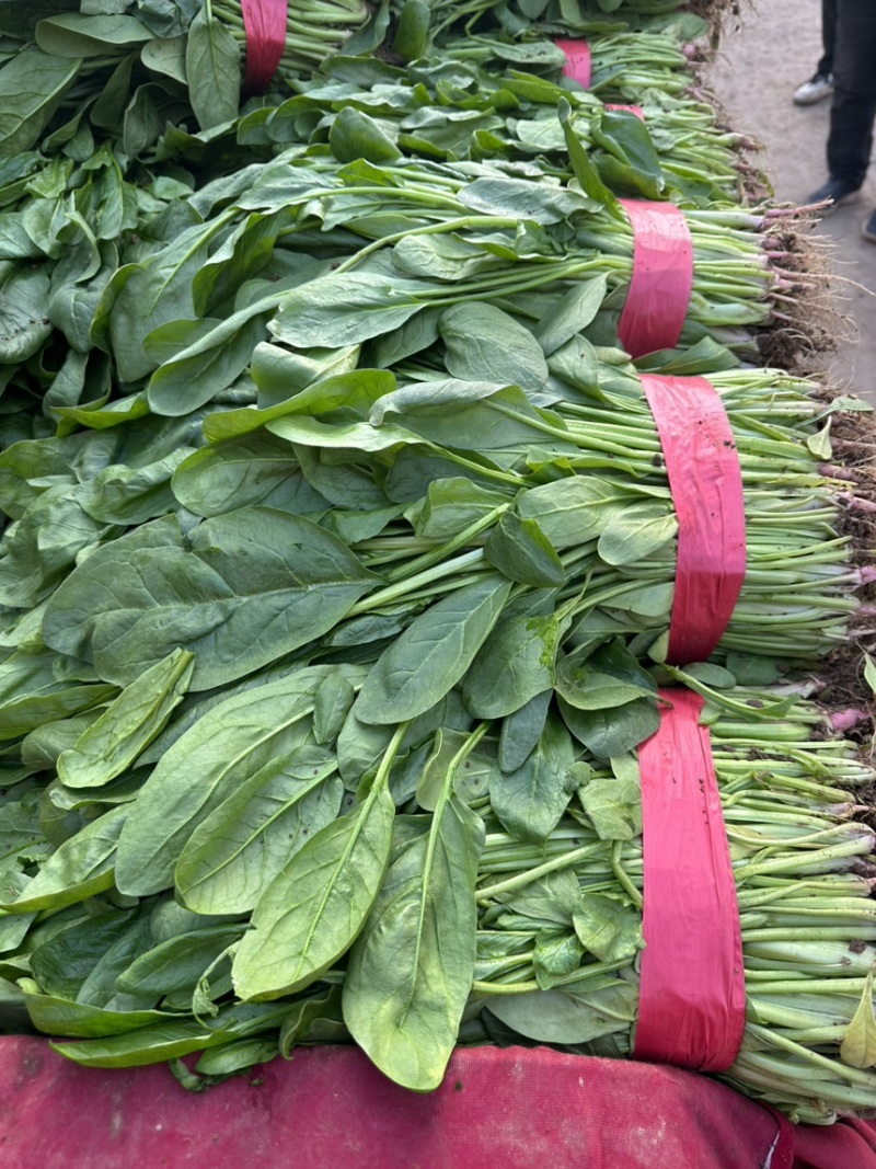 高杆小叶菠菜量大价格合适