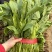 高杆小叶菠菜量大价格合适