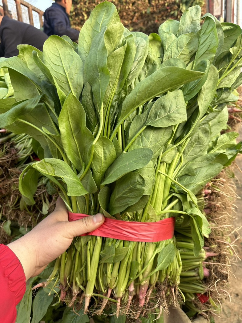 高杆小叶菠菜量大价格合适