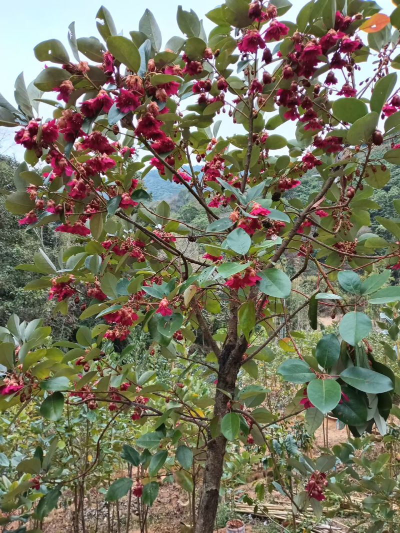 2603供应红花荷袋苗2-10cm小树容器苗
