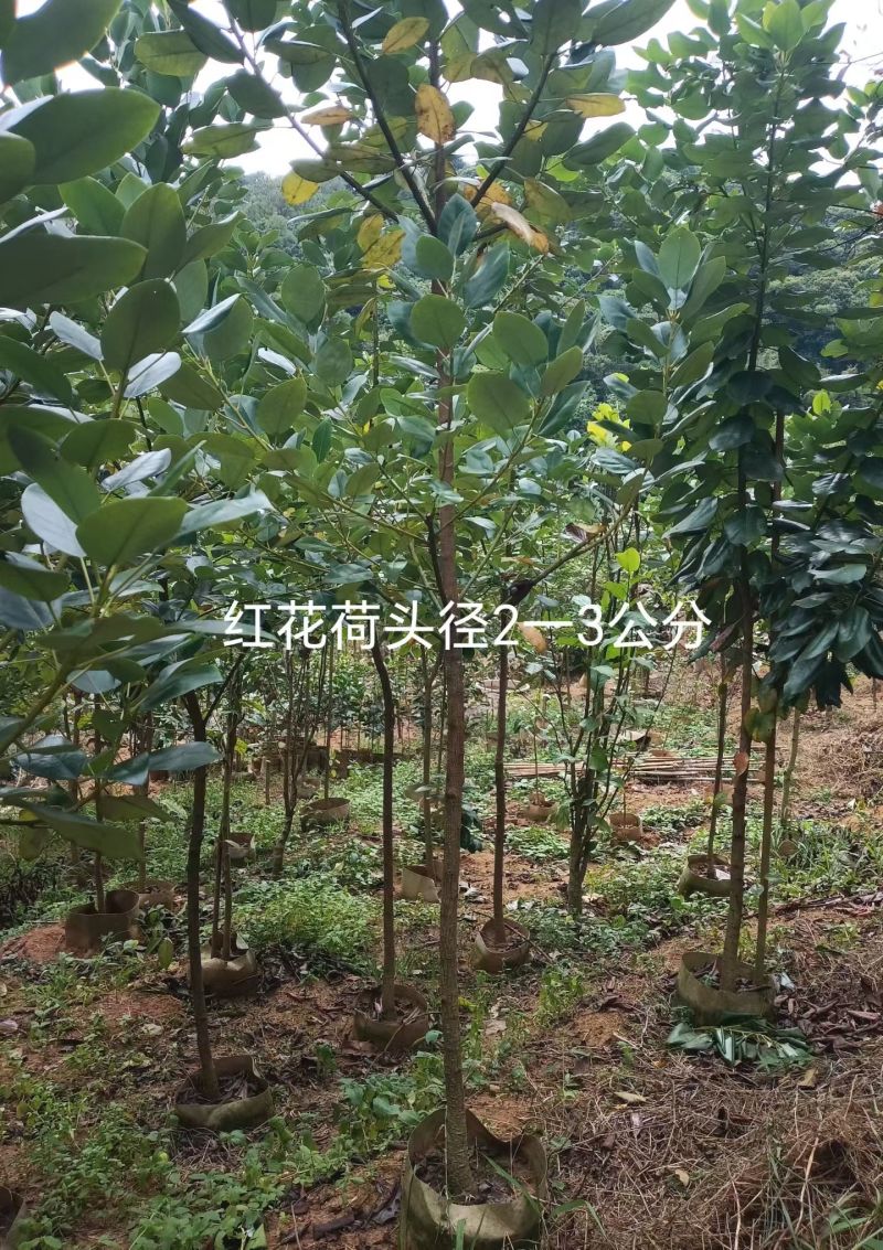 2603供应红花荷袋苗2-10cm小树容器苗