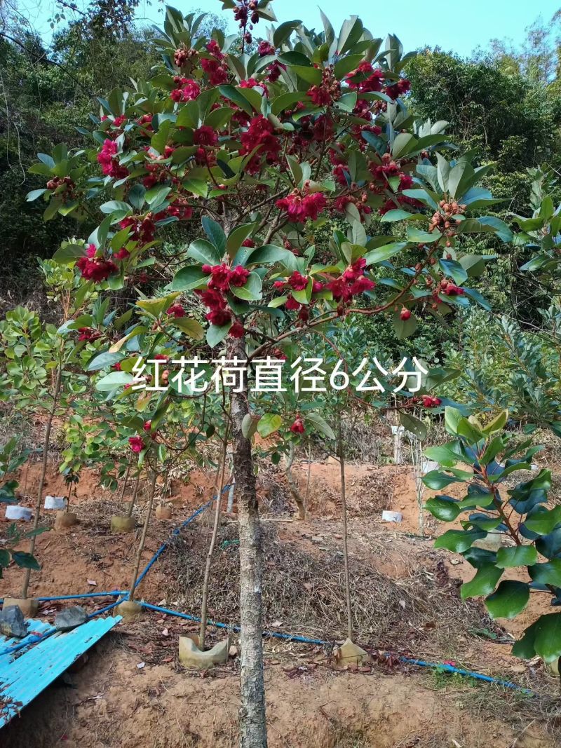 2603供应红花荷袋苗2-10cm小树容器苗