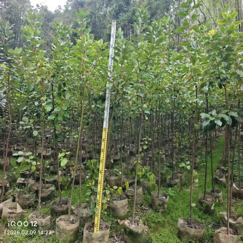 2603供应红花荷袋苗2-10cm小树容器苗