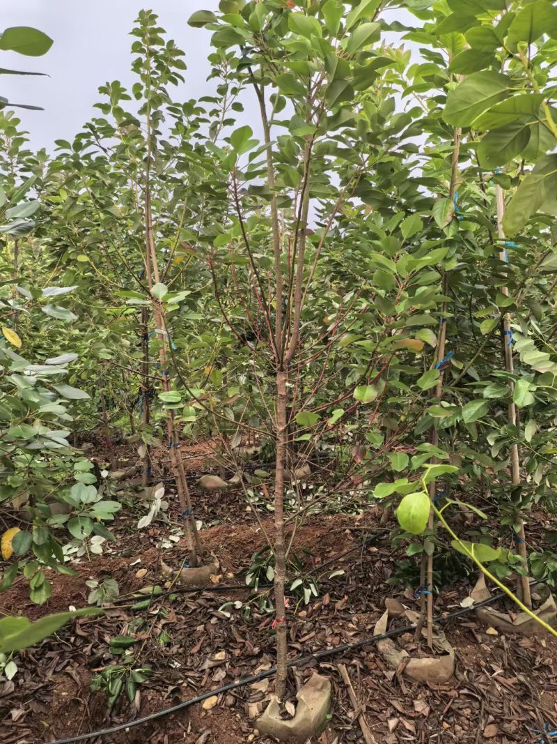 2603供应红花荷袋苗2-10cm小树容器苗