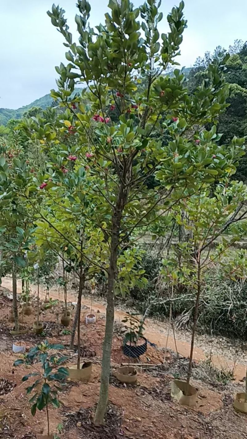 2603供应红花荷袋苗2-10cm小树容器苗