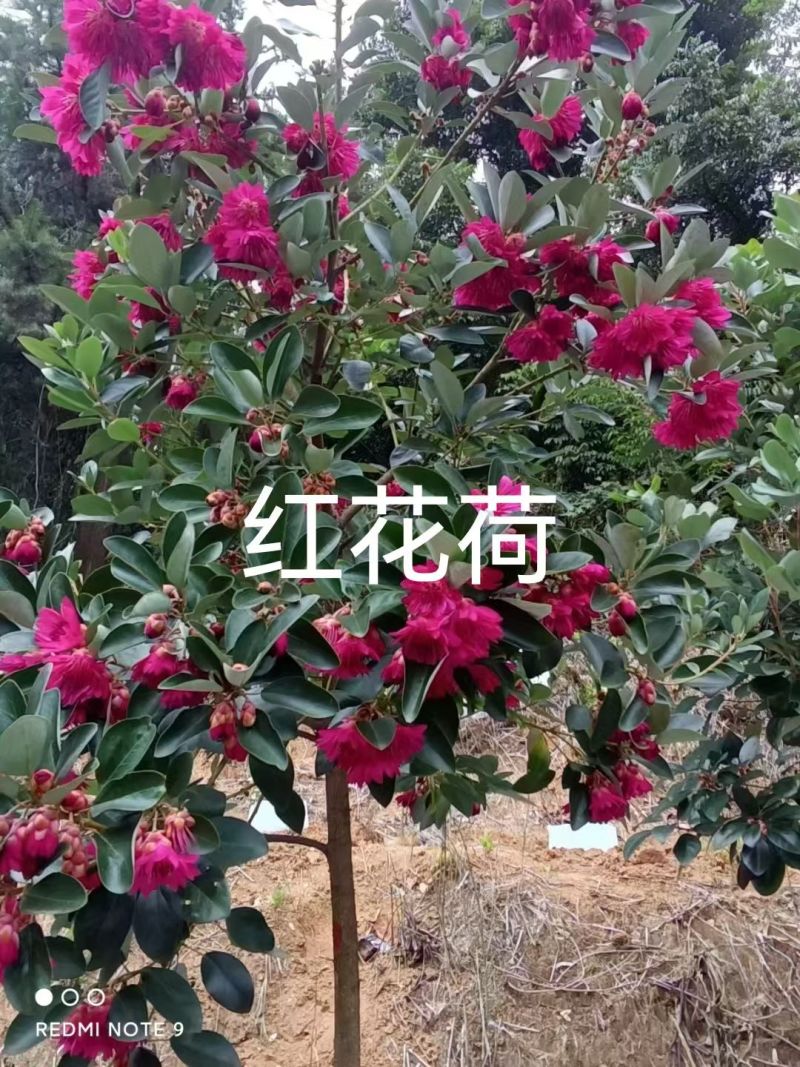 2603供应红花荷袋苗2-10cm小树容器苗