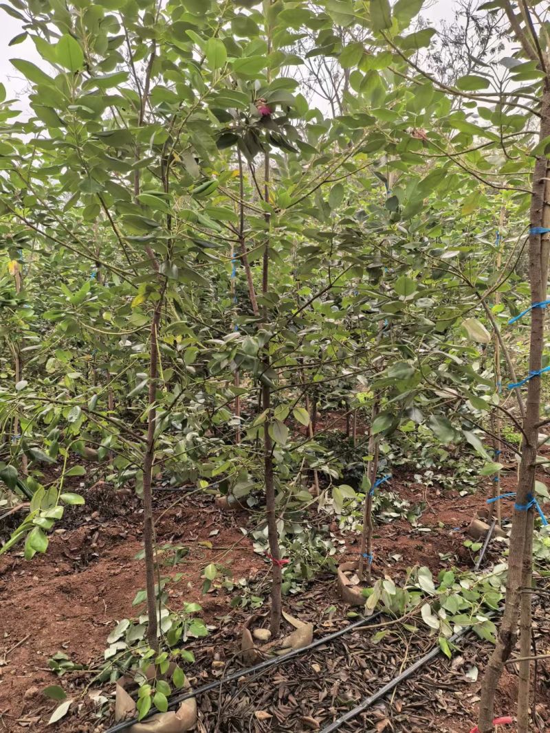2603供应红花荷袋苗2-10cm小树容器苗