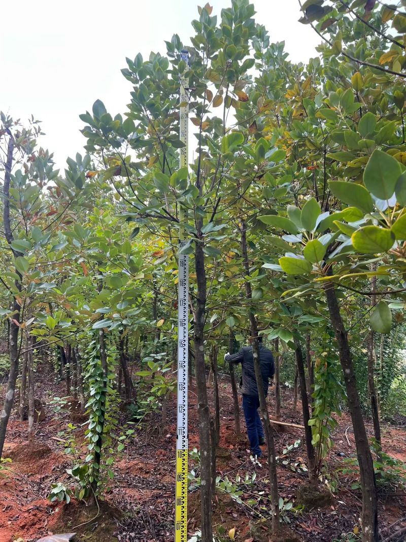 2603供应红花荷袋苗2-10cm小树容器苗
