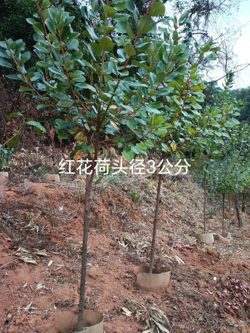 2603供应红花荷袋苗2-10cm小树容器苗