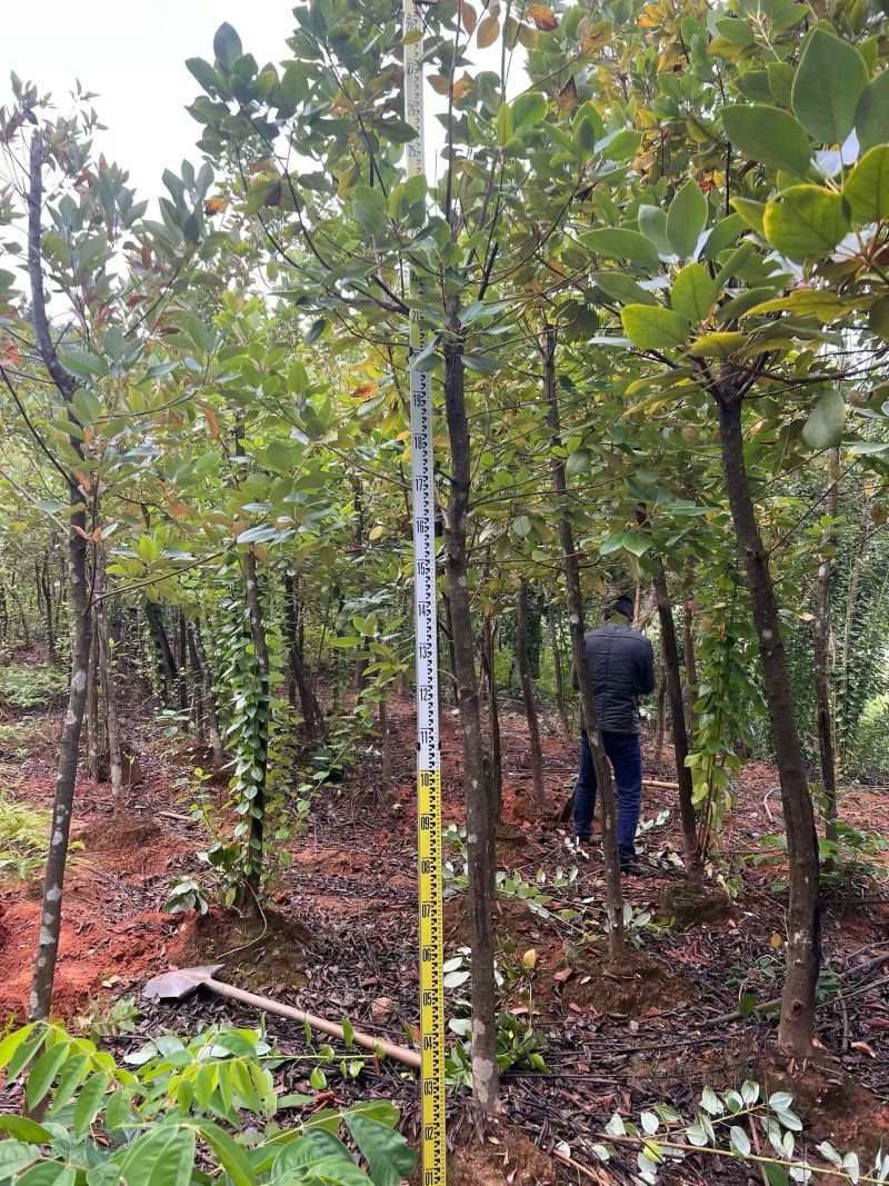 2603供应红花荷袋苗2-10cm小树容器苗