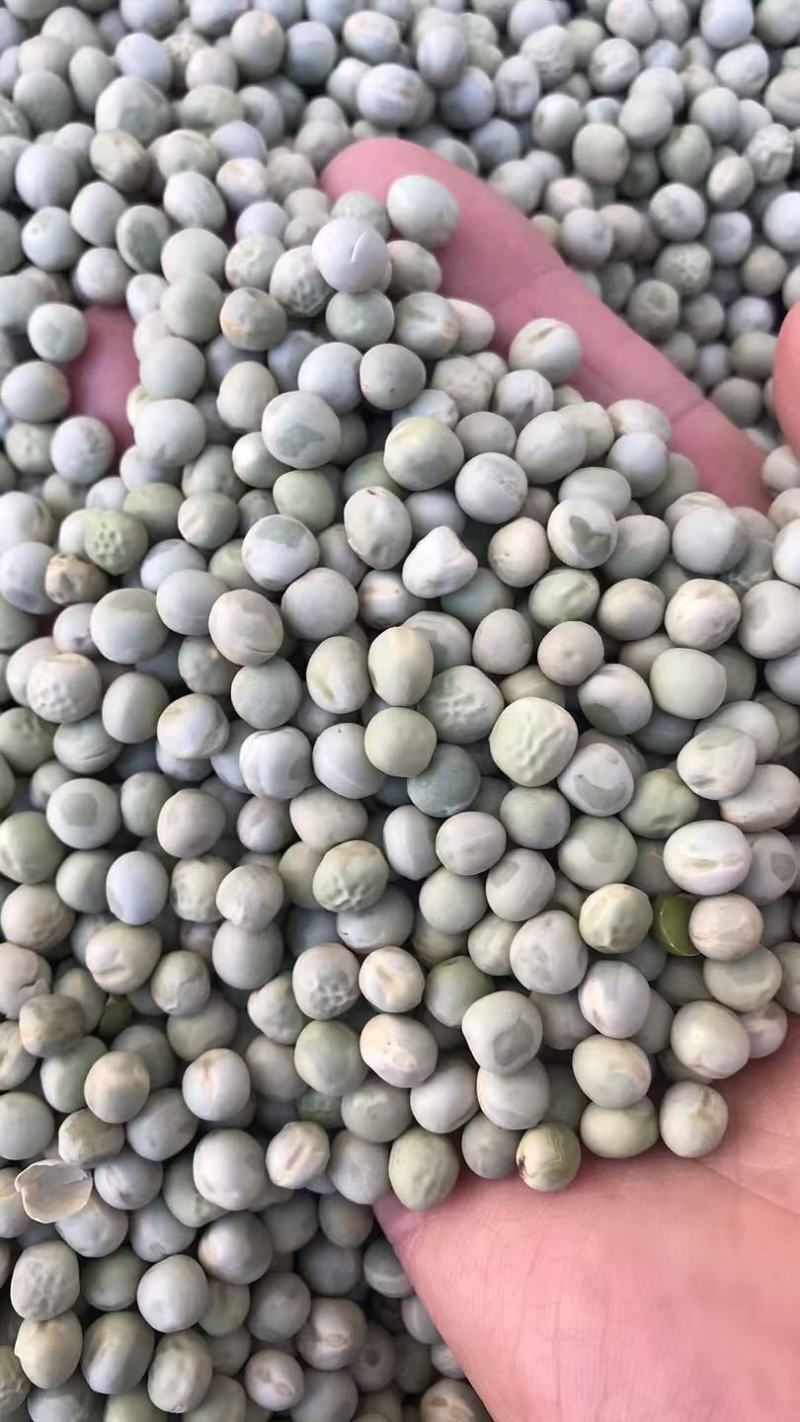 阿根廷绿豌豆青豌豆青豆食用饲用