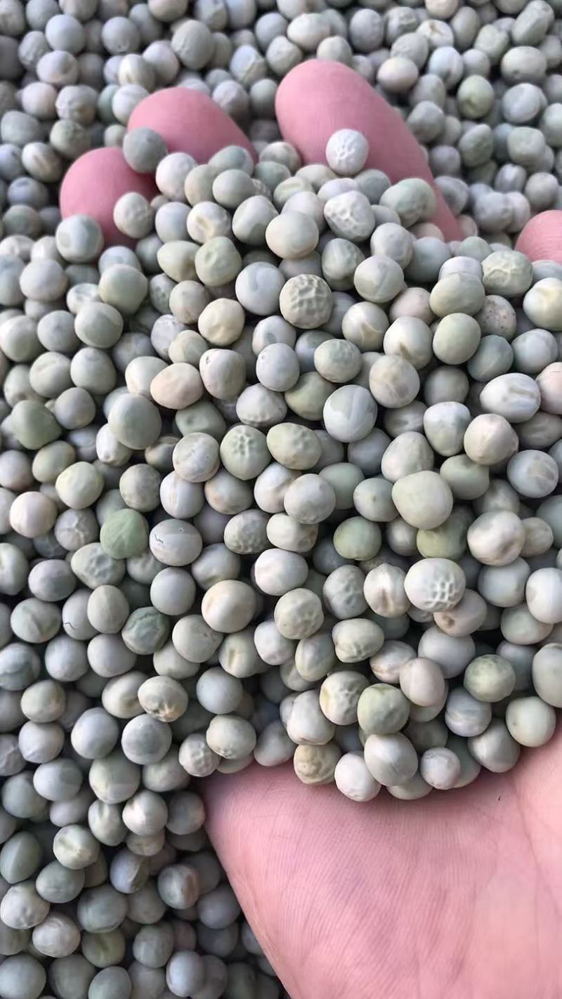 阿根廷绿豌豆青豌豆青豆食用饲用