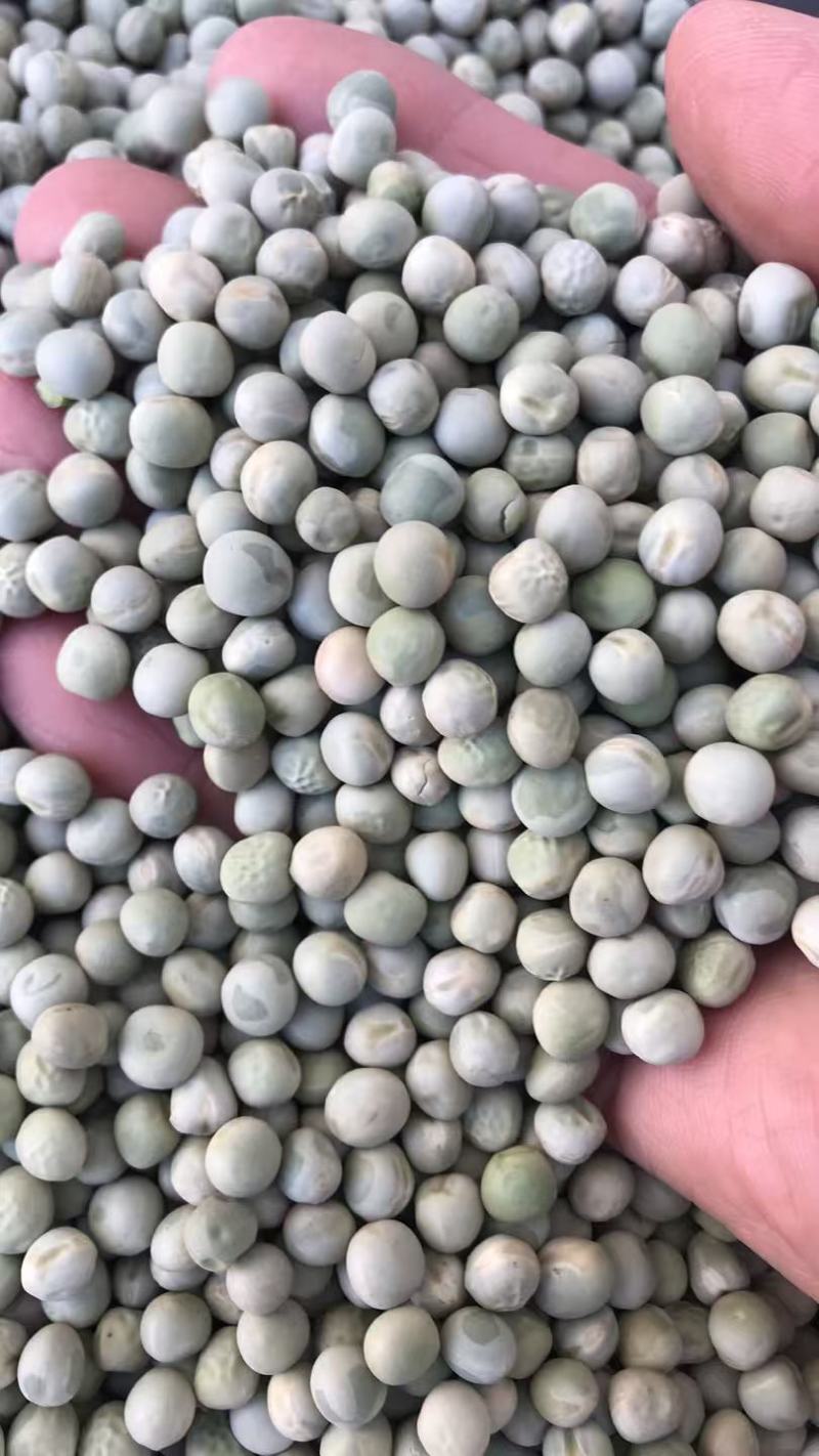 阿根廷绿豌豆青豌豆青豆食用饲用