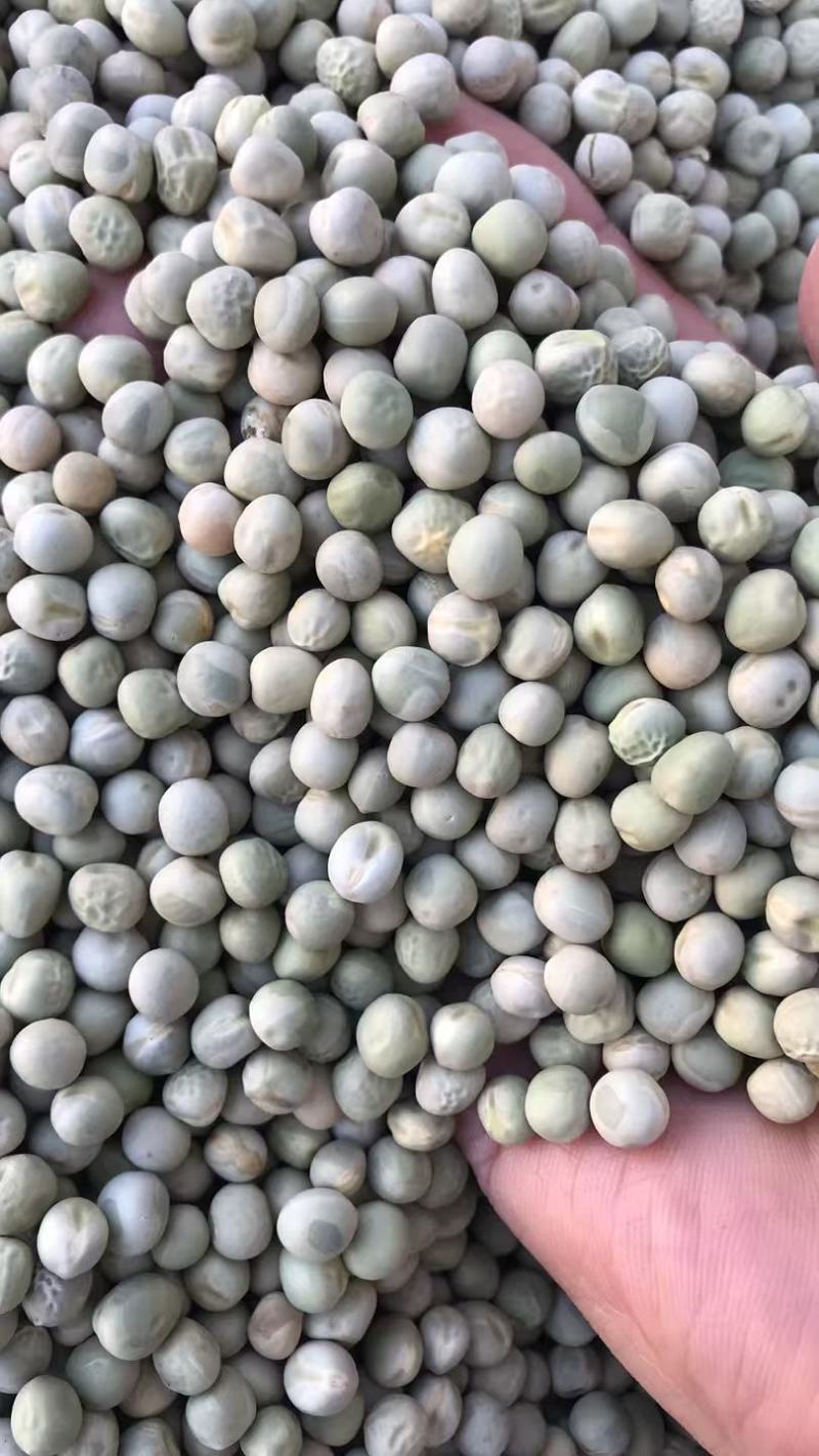 阿根廷绿豌豆青豌豆青豆食用饲用