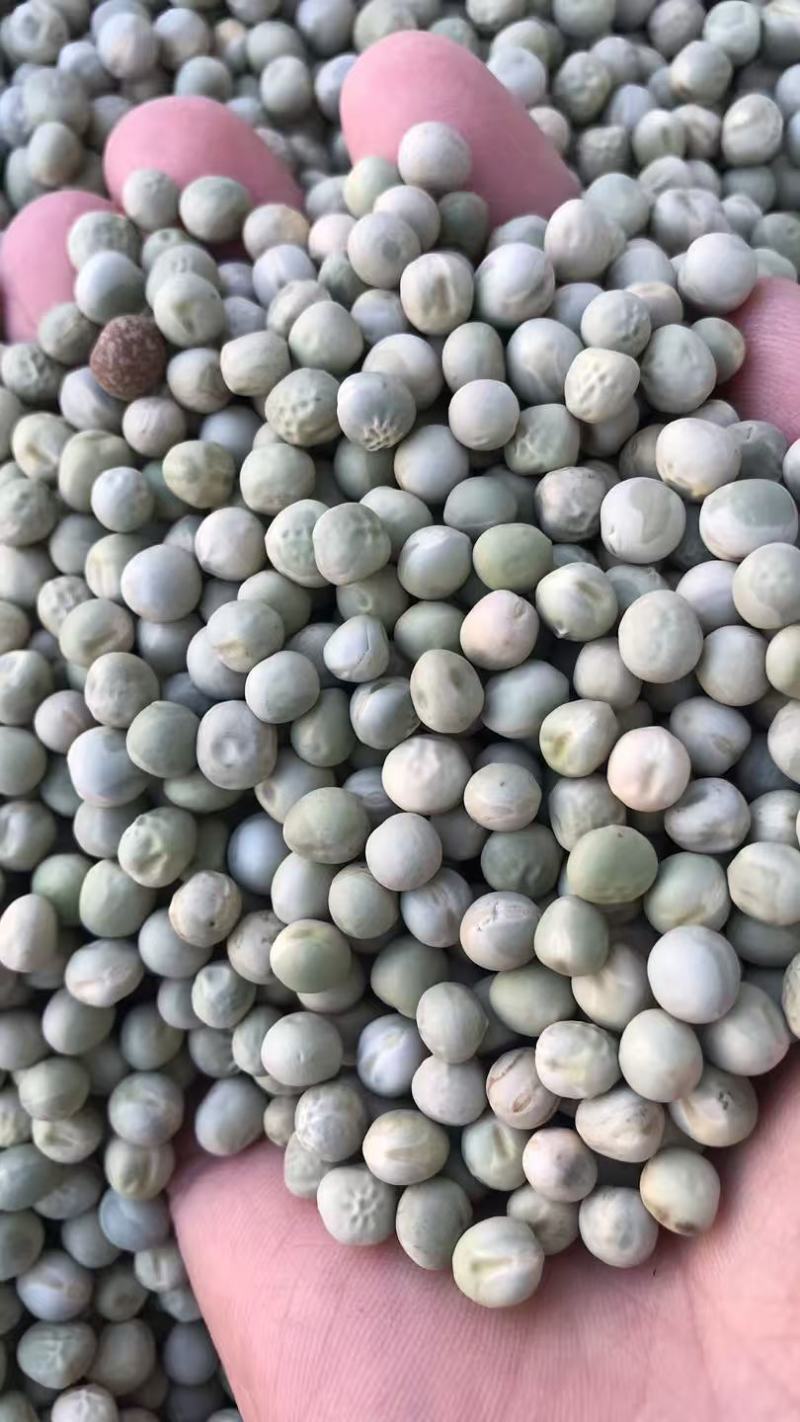 阿根廷绿豌豆青豌豆青豆食用饲用