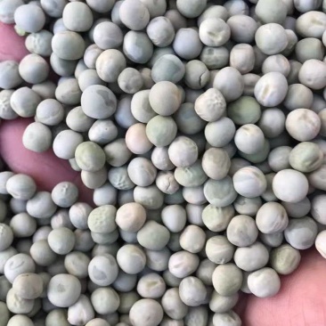 阿根廷绿豌豆青豌豆青豆食用饲用