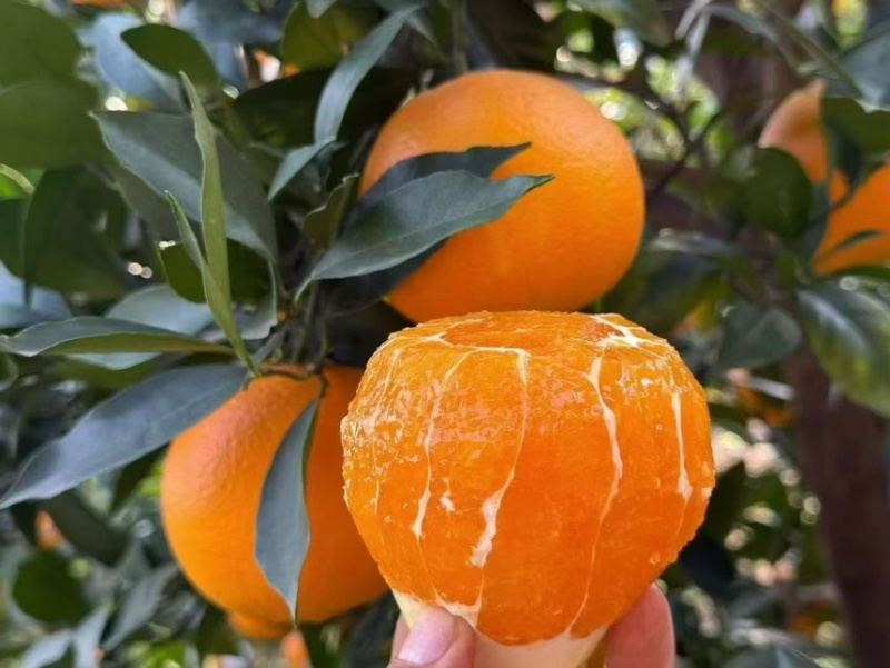 秭归脐橙