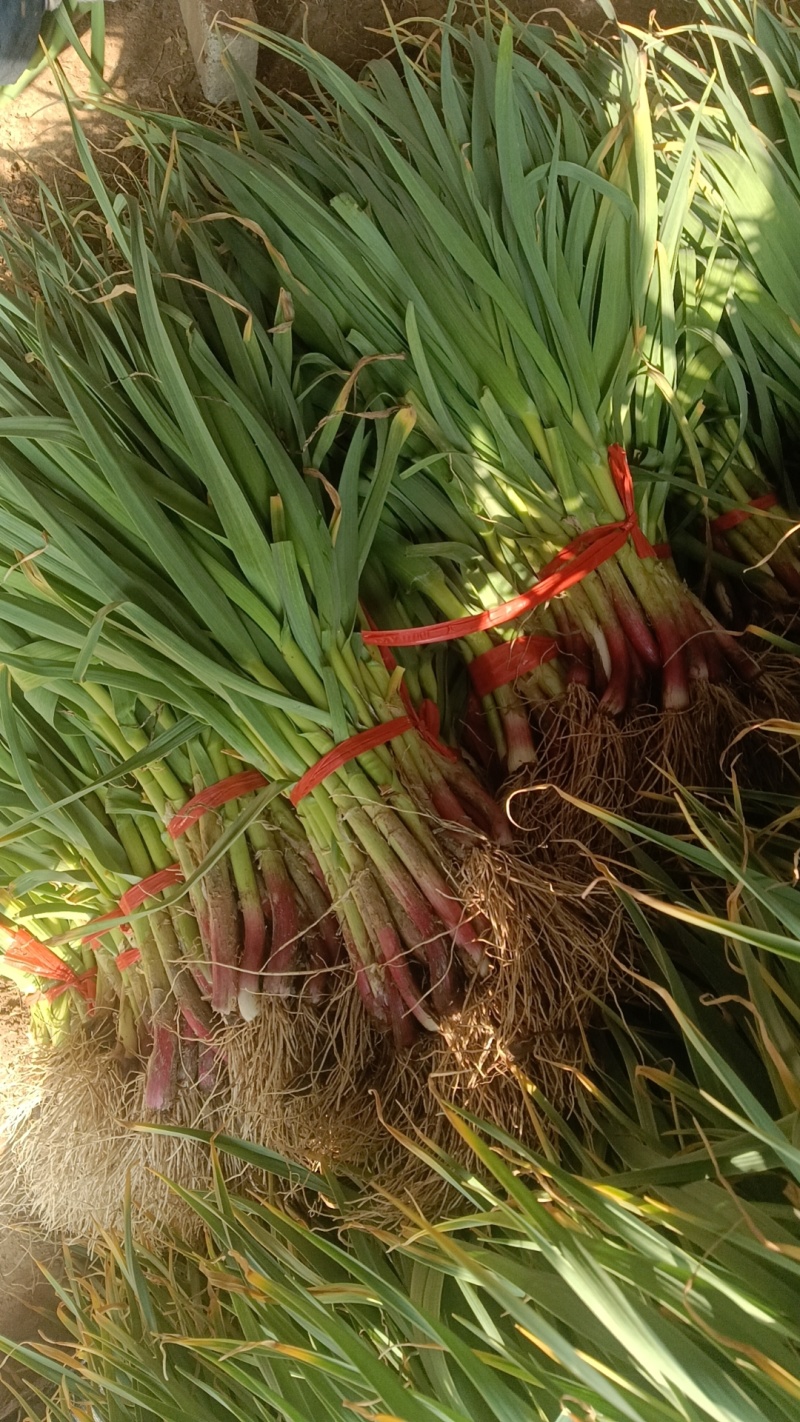 兴平红根蒜苗
