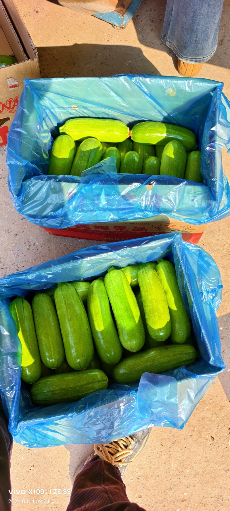 海门区自产自销精品（圆西葫芦），精品质量，价质便宜