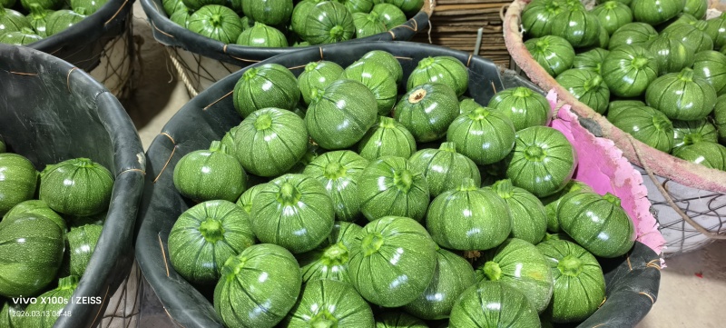 海门区自产自销精品（圆西葫芦），精品质量，价质便宜