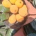 米易黄草枇杷