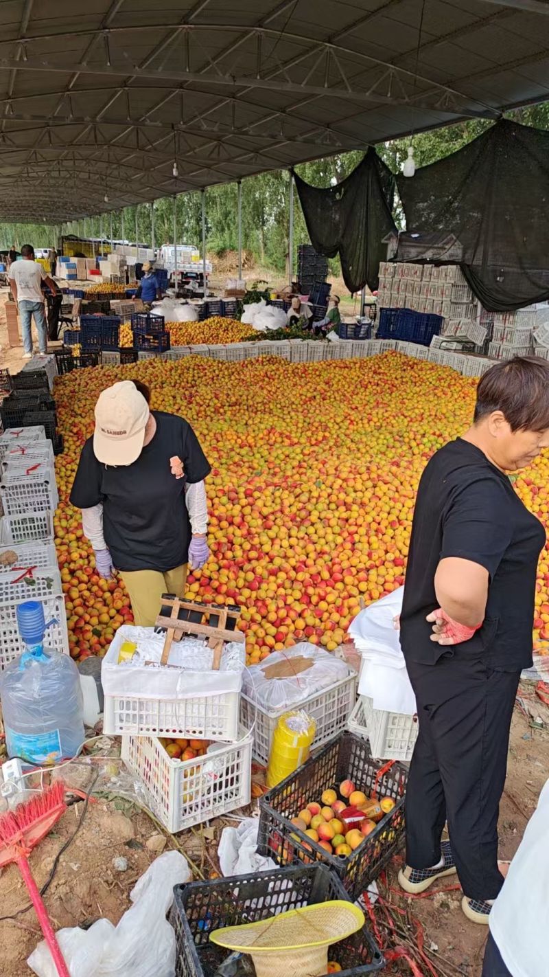 串枝红杏