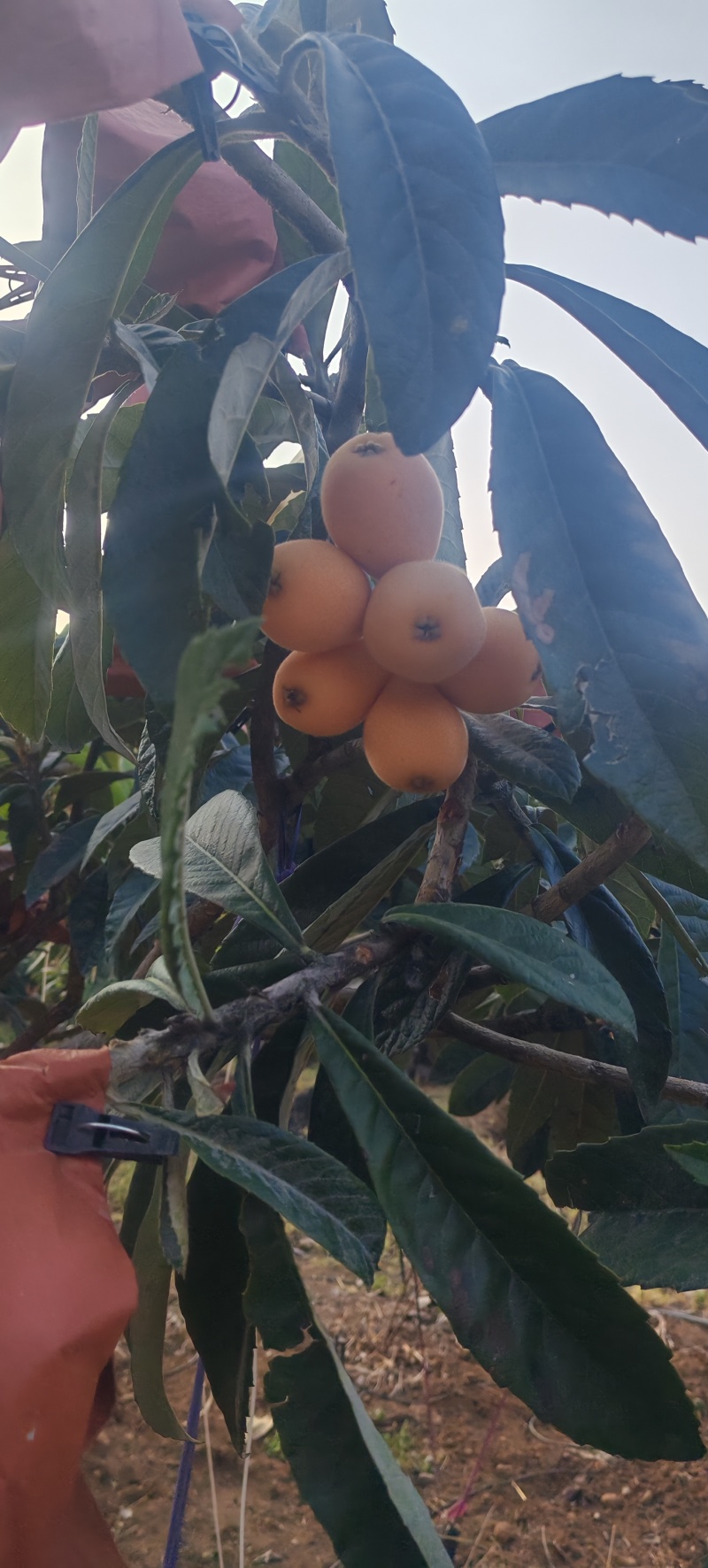 米易黄草枇杷