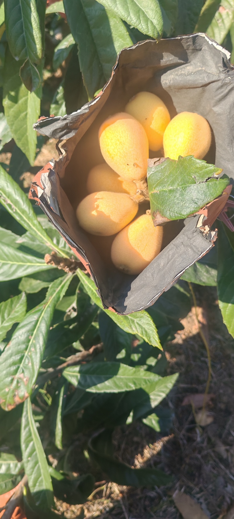 米易黄草枇杷