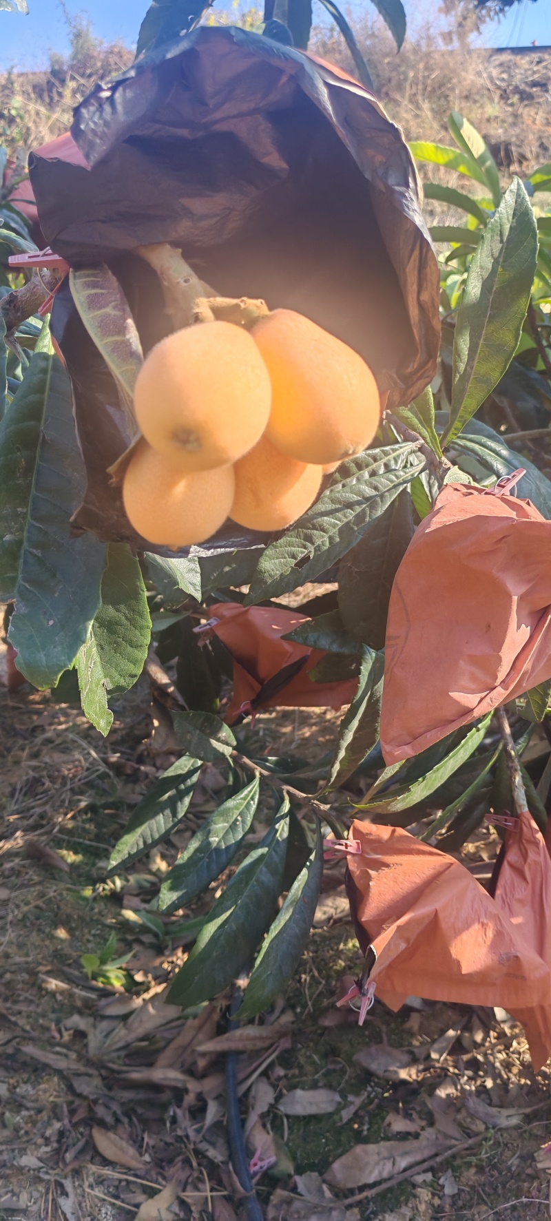 米易黄草枇杷