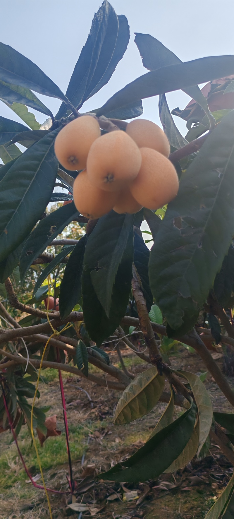 米易黄草枇杷