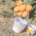 米易黄草枇杷