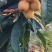 米易黄草枇杷