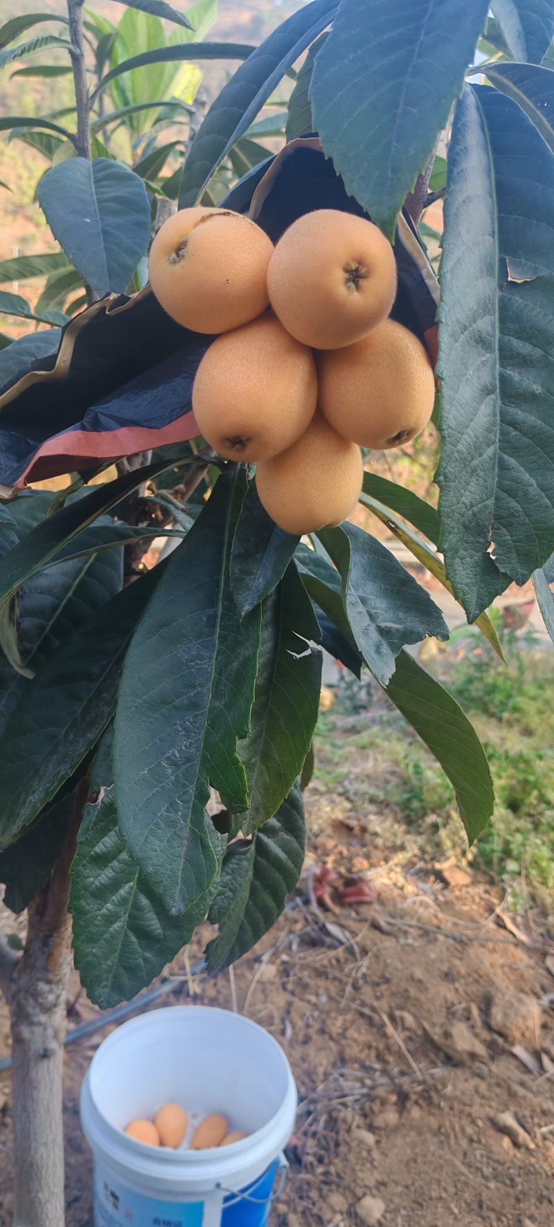米易黄草枇杷