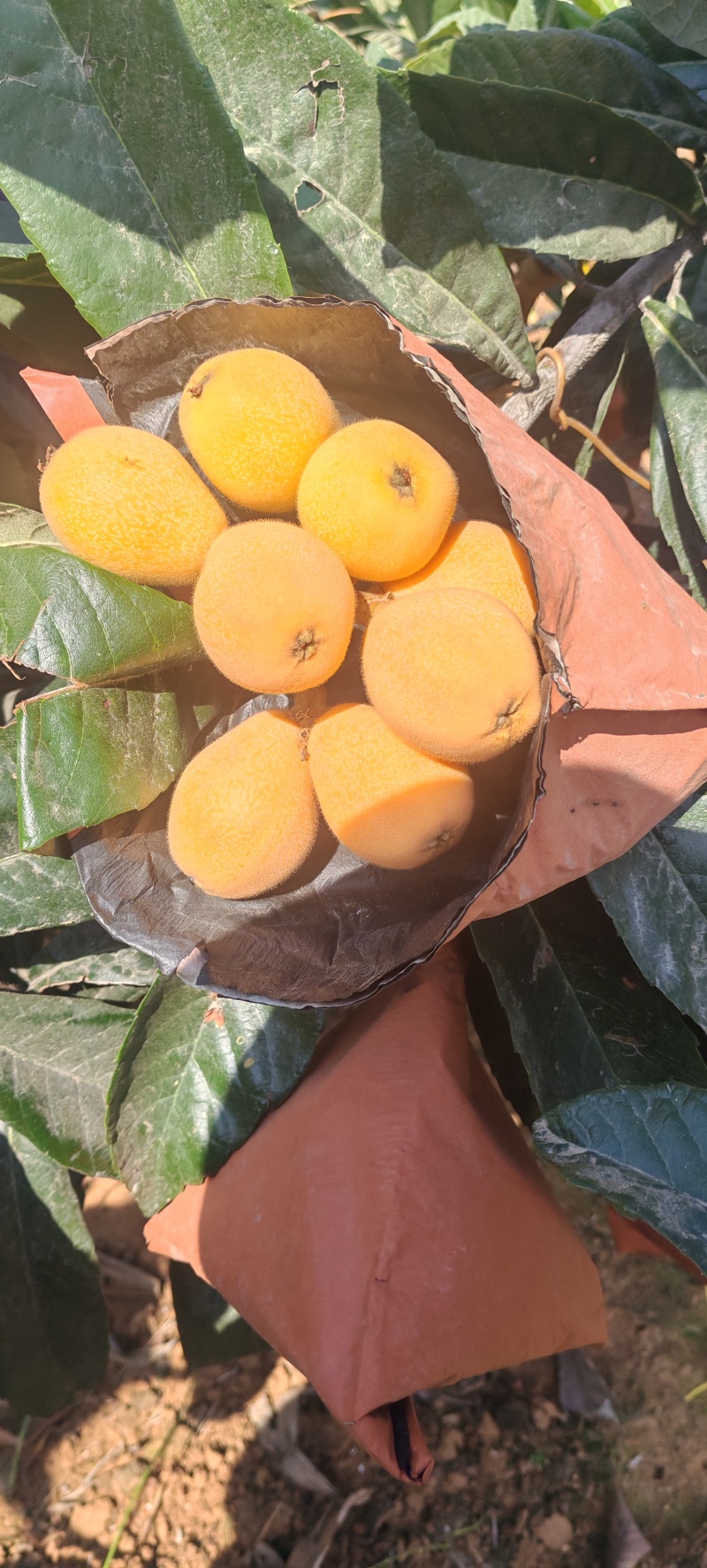 米易黄草枇杷