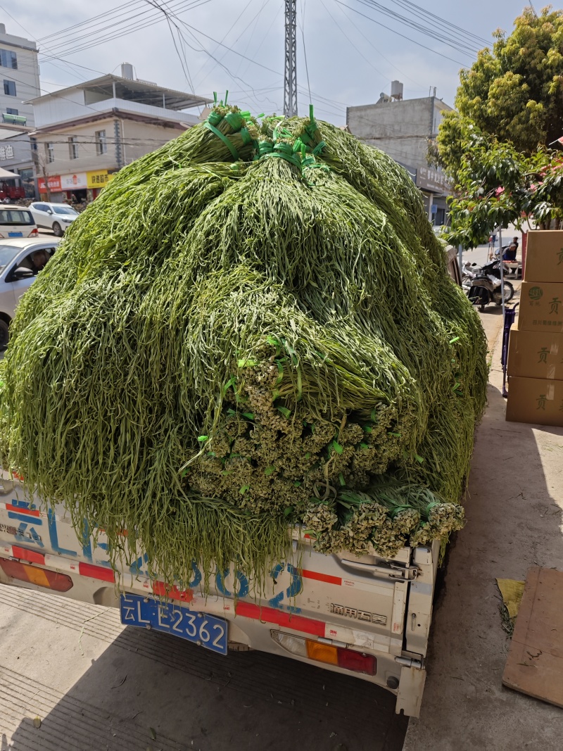 贡菜