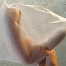鹿茸