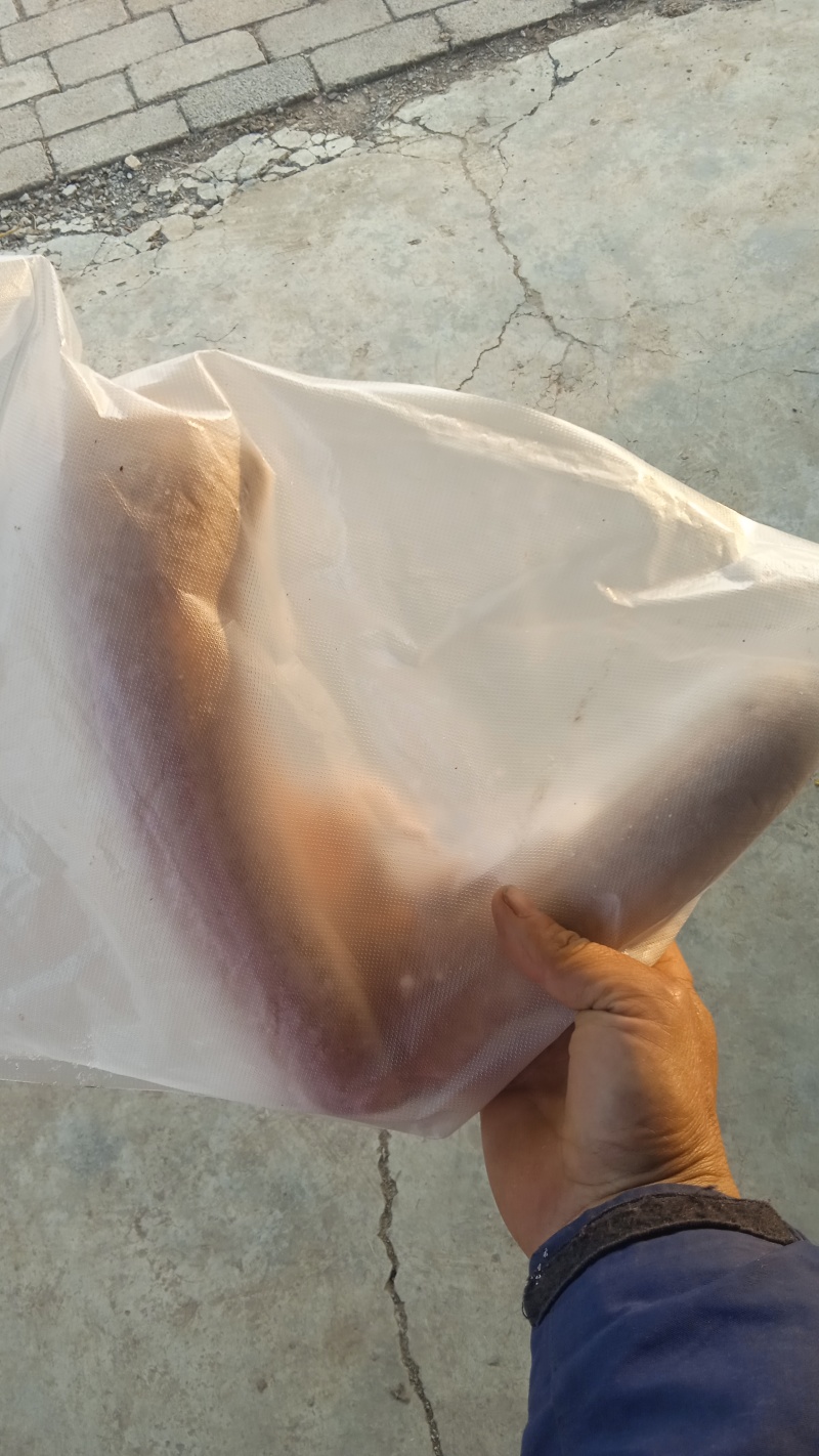 鹿茸