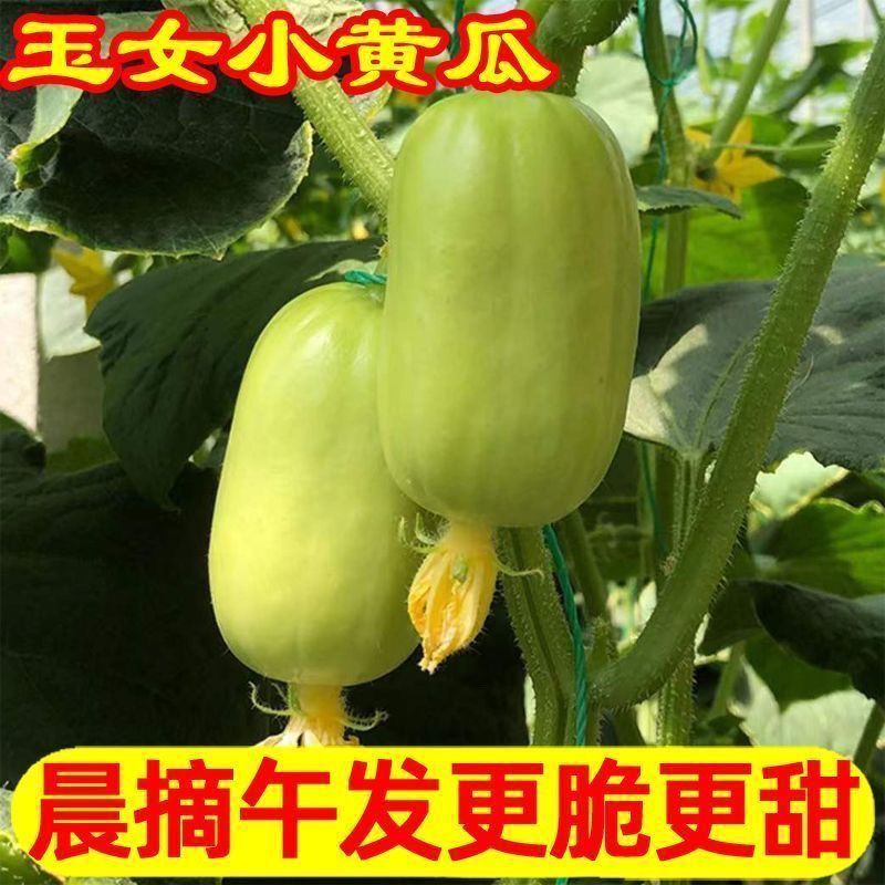金童玉女小黄瓜水果黄瓜对接各大电商平台一件代发日发万3万