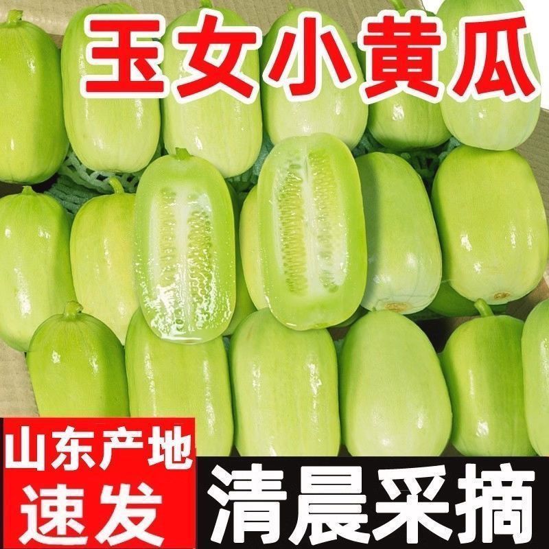 金童玉女小黄瓜水果黄瓜对接各大电商平台一件代发日发万3万