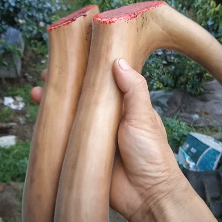 鹿茸，梅花鹿鹿茸