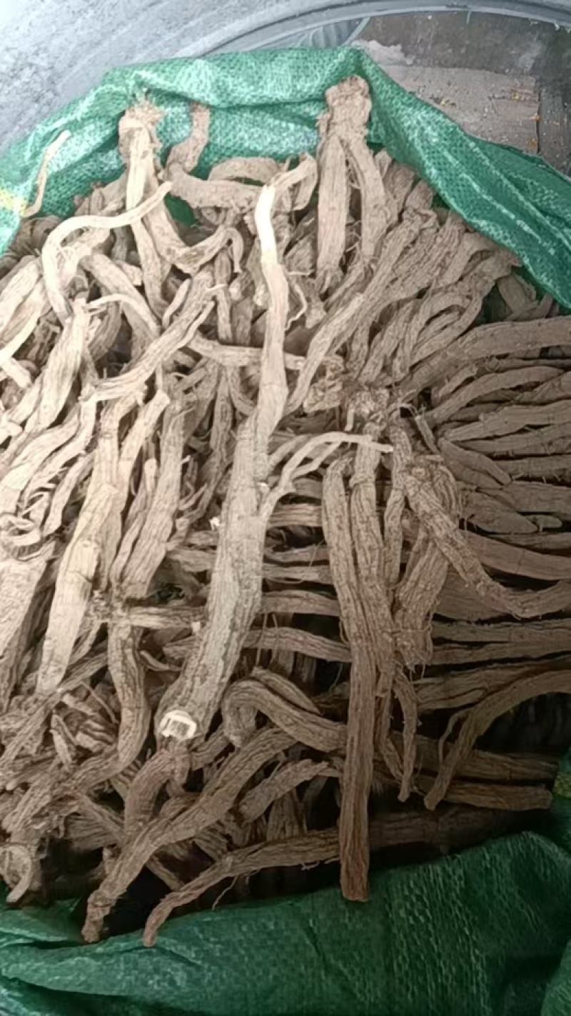 正宗川续断大量供应