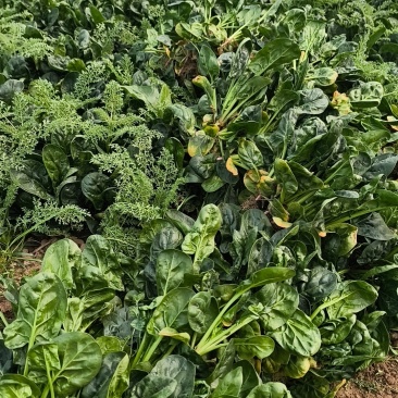 河南红根新鲜菠菜农家露天矮杆霜打菠菜青菜蔬菜健康美味