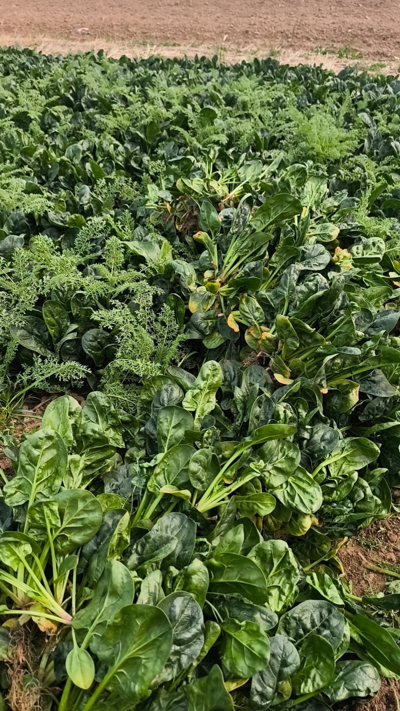 河南红根新鲜菠菜农家露天矮杆霜打菠菜青菜蔬菜健康美味