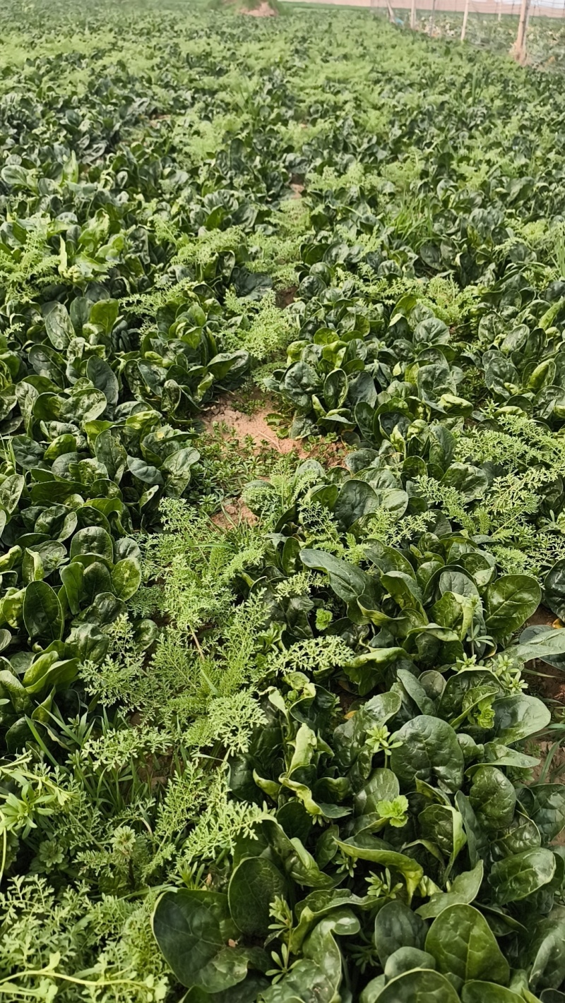 河南红根新鲜菠菜农家露天矮杆霜打菠菜青菜蔬菜健康美味
