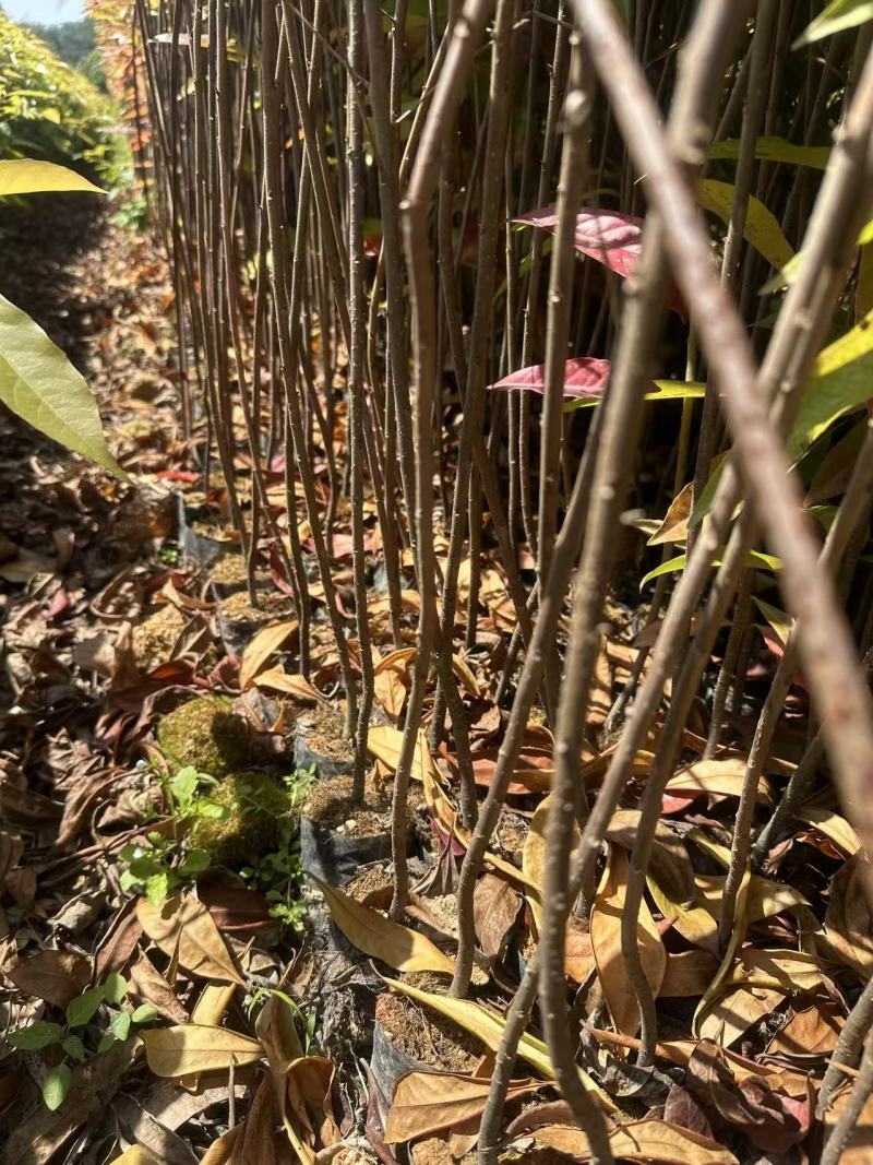 木荷自家基地自产自销一手货源量大价格便宜