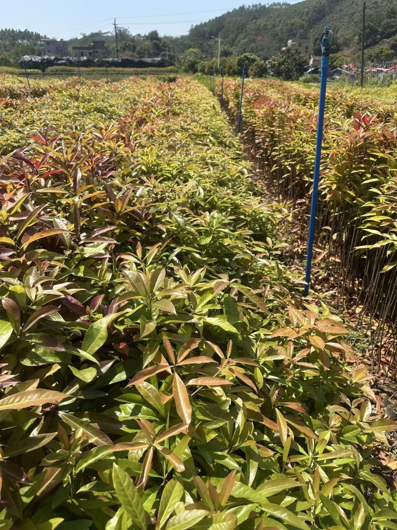 木荷自家基地自产自销一手货源量大价格便宜