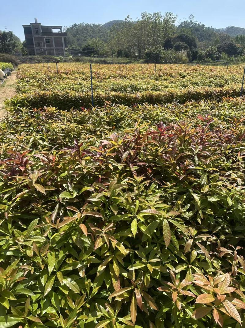 木荷自家基地自产自销一手货源量大价格便宜