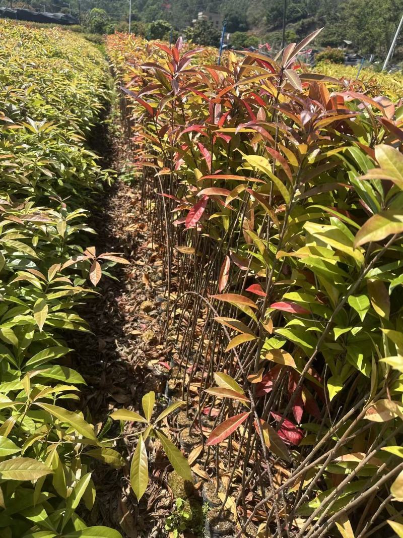 木荷自家基地自产自销一手货源量大价格便宜