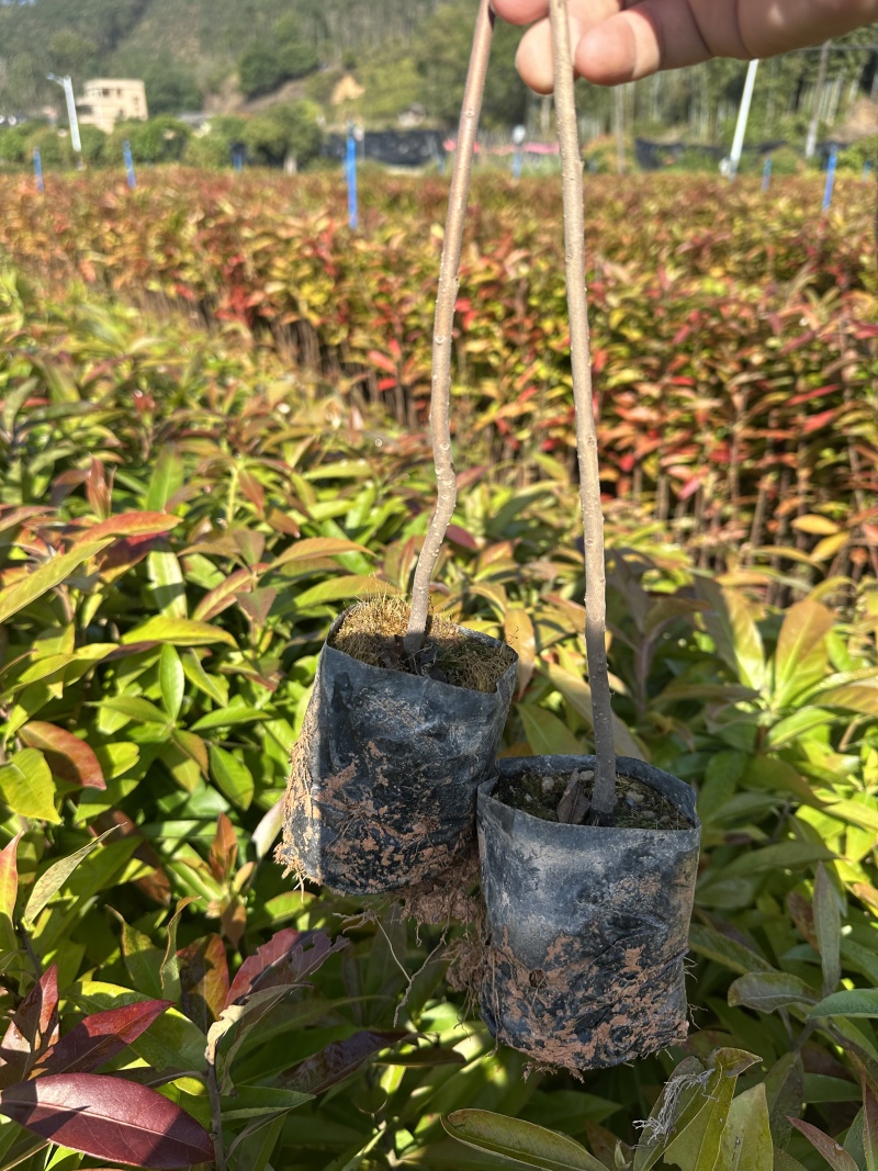木荷自家基地自产自销一手货源量大价格便宜