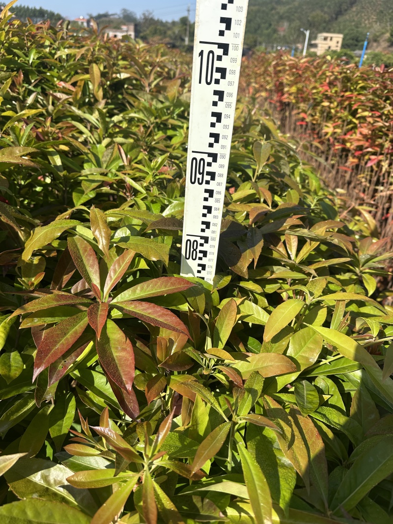 木荷自家基地自产自销一手货源量大价格便宜